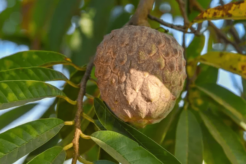 red custard apple