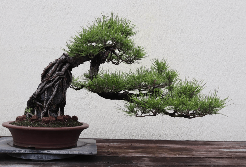 japanese black pine bonsai