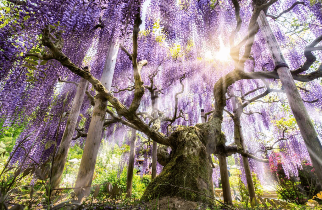 wisteria bonsai