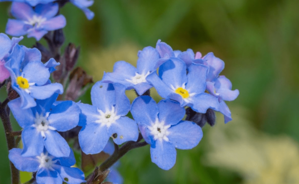 Forget-Me-Not