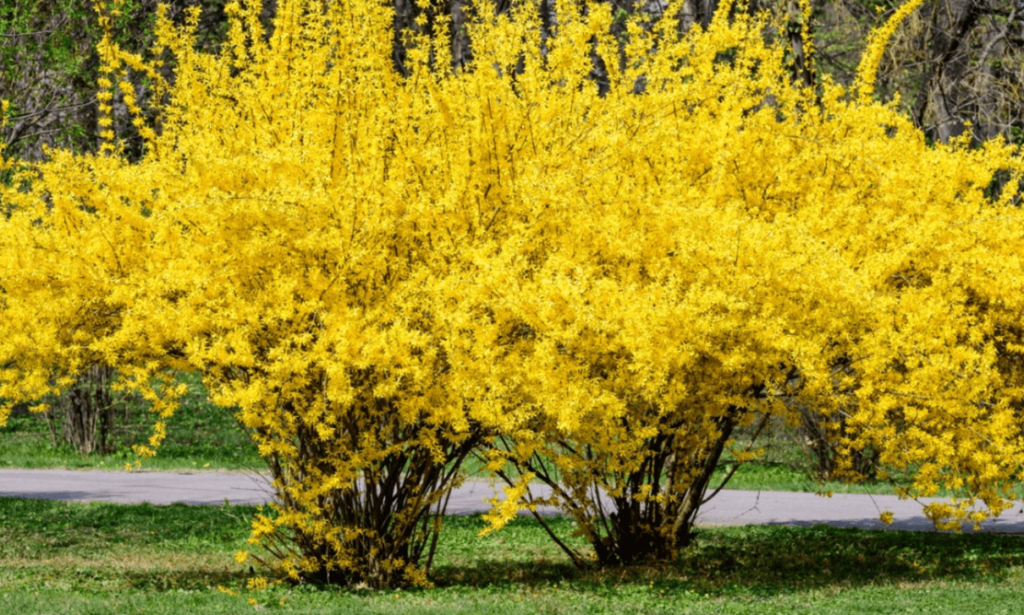 Forsythia