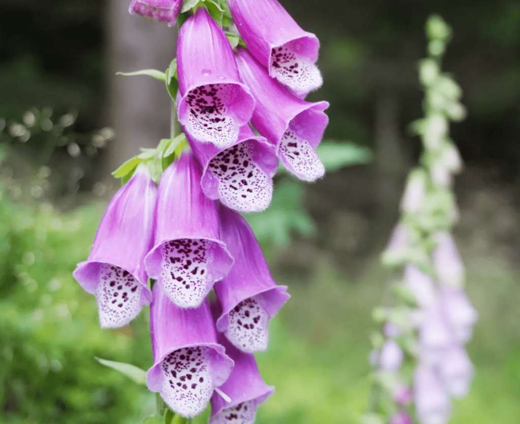 Foxglove