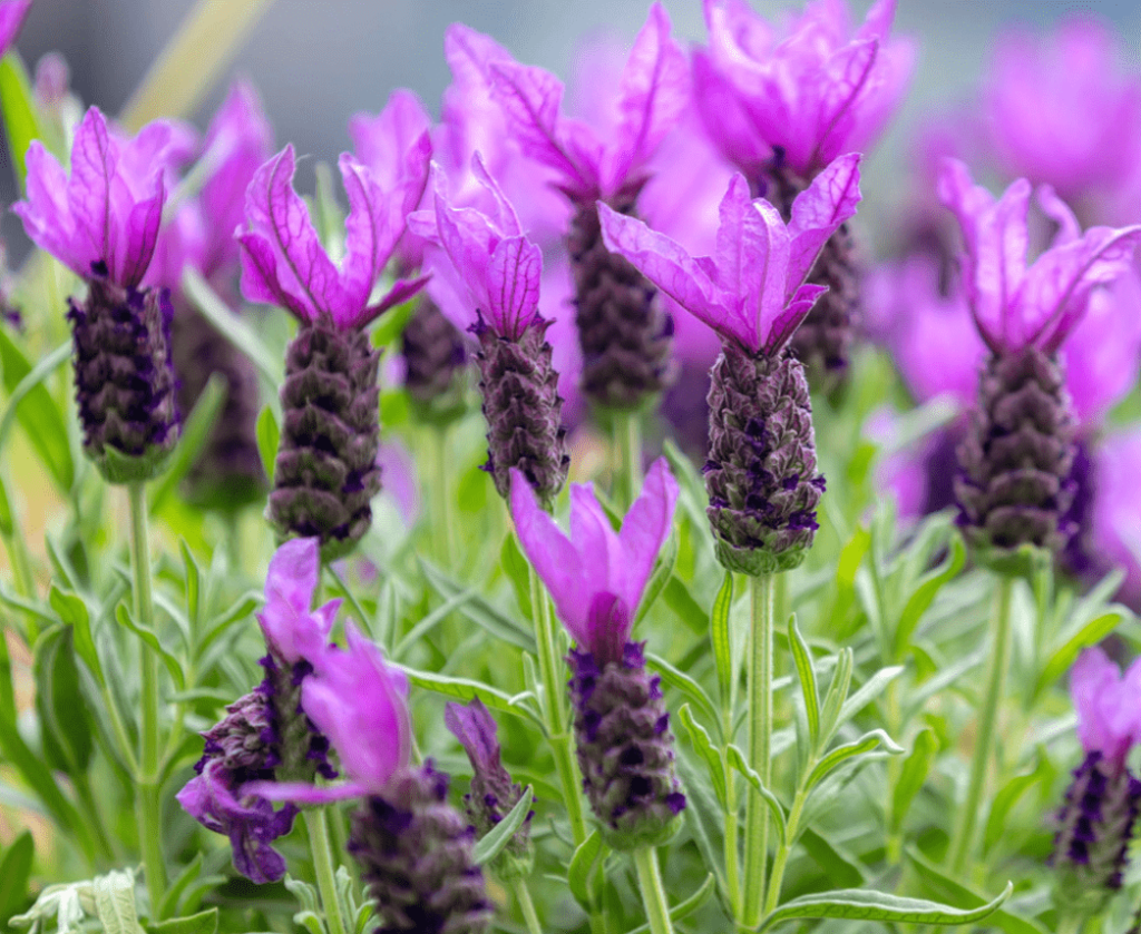 French Lavender