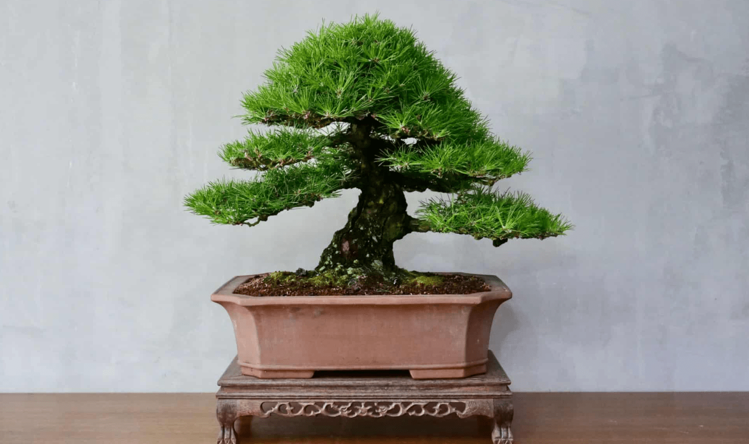 japanese black pine bonsai