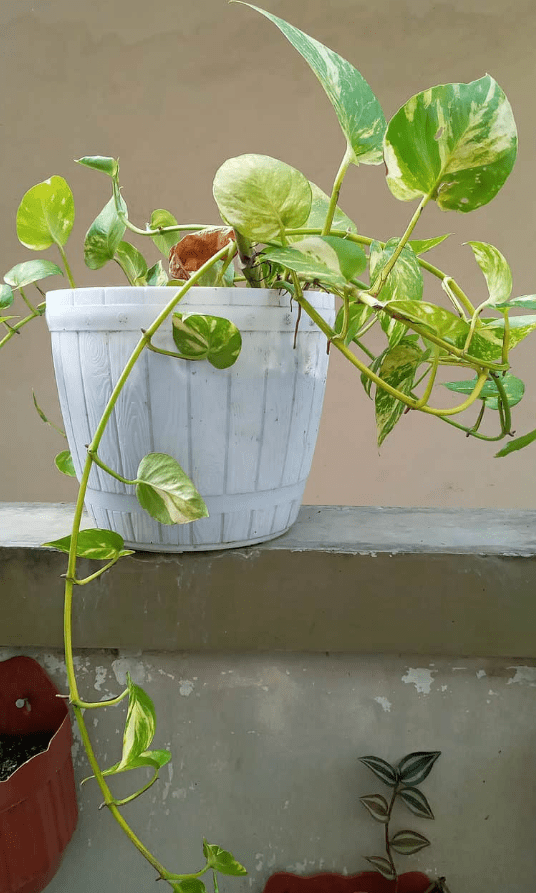 Jessenia Pothos