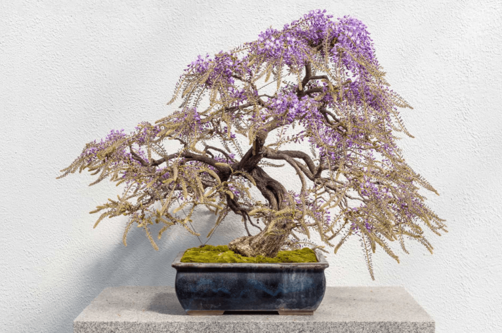 Wisteria Bonsai Bonsai