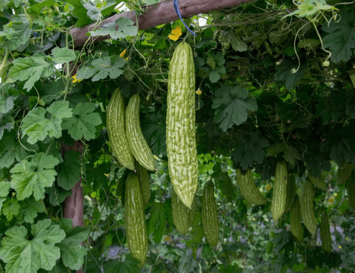 Balsam Apples