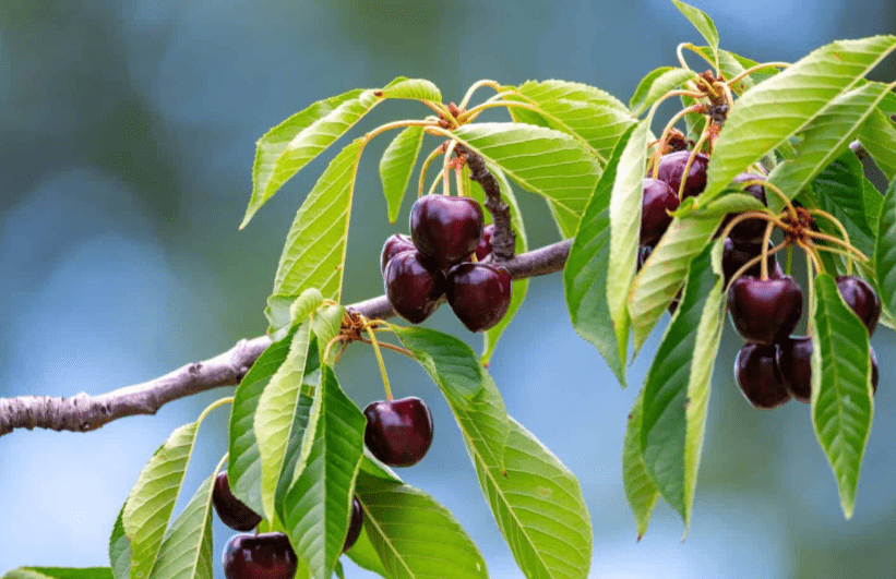 Black Cherry