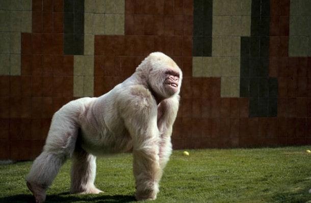 Albino Monkey Appearance